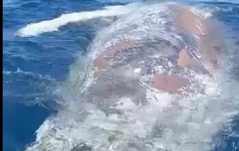 Photo of Encuentran una ballena muerta en Puerto Plata